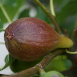 Ficus carica Goutte d'or